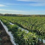Agricultura afectada por violencia