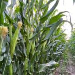 Apoyo para productores de maíz en Sinaloa