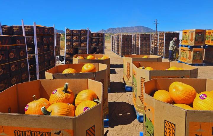 Calabaza Pumpkin Halloween