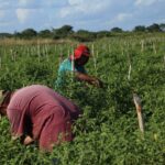 Mujeres en campos agrícolas