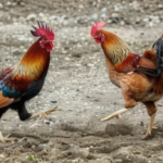 Pelea de gallos