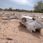 Los efectos de la escasez del agua en Sonora